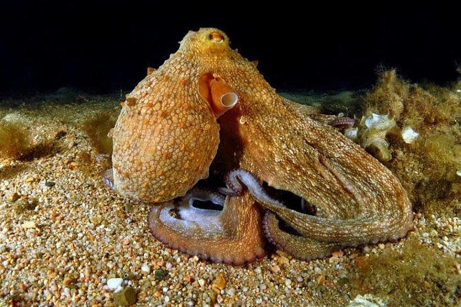 Night-Time Snorkel at TurtleTown with Stars, Lights, and Photos - Who Will Love This Tour?