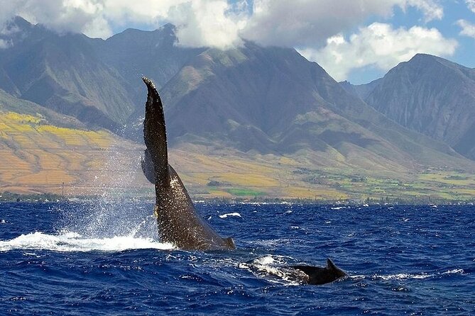 From Ma'alaea Harbor: Sunset Whale Watch Tour Aboard the Malolo - Who Is This Tour Best For?