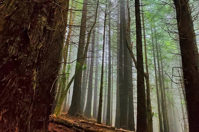 Private Redwood Forest Hiking Tour - Frequently Asked Questions