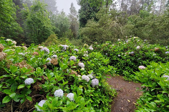 Private Redwood Forest Hiking Tour - Final Thoughts: Who Is This Tour Best For?