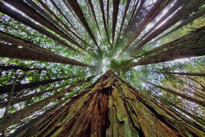 Private Redwood Forest Hiking Tour - Discover Maui’s Redwood Forest in Style with a Private Guided Tour
