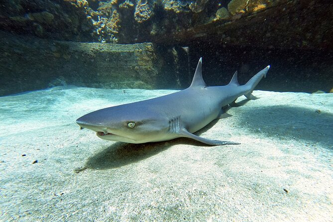 Scuba Diving in Maui with No Experience Needed - Key Points