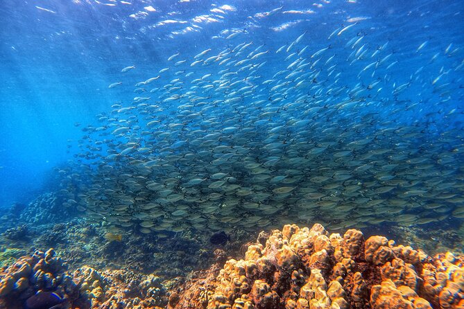 Certified Divers! Scuba dive the Ka'anapali Coast and more! - Key Points