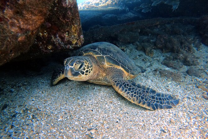 Certified Divers! Scuba dive the Ka'anapali Coast and more! - A Practical Look at the Certified Scuba Diving Experience off Maui’s Kaanapali Coast