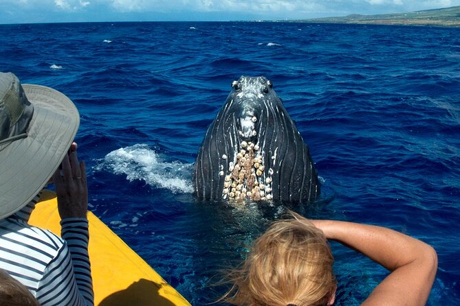 Whale Watch Adventure Aboard Maui's Only Luxury Super Raft - Who Should Book This Tour?