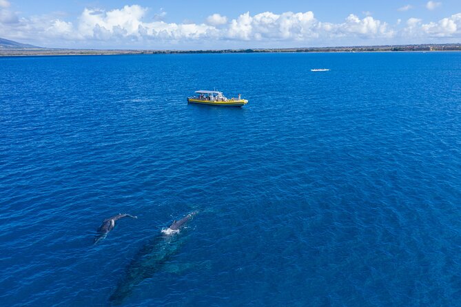 Whale Watch Adventure Aboard Maui's Only Luxury Super Raft - FAQ