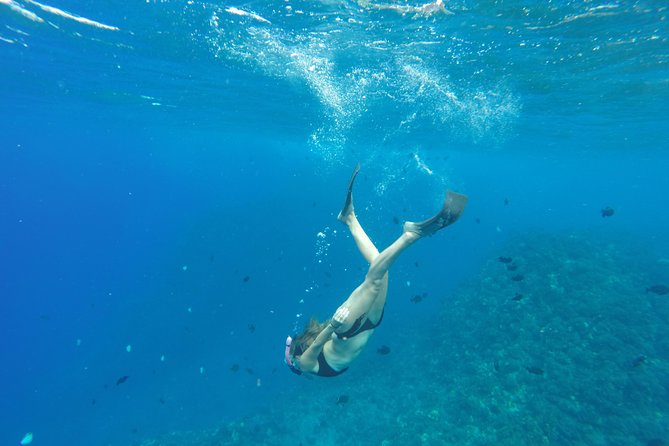 Half Day Snorkel to Lanai from Kaanapali Beach + Dolphin Search - An In-Depth Look at the Lanai Snorkeling Tour