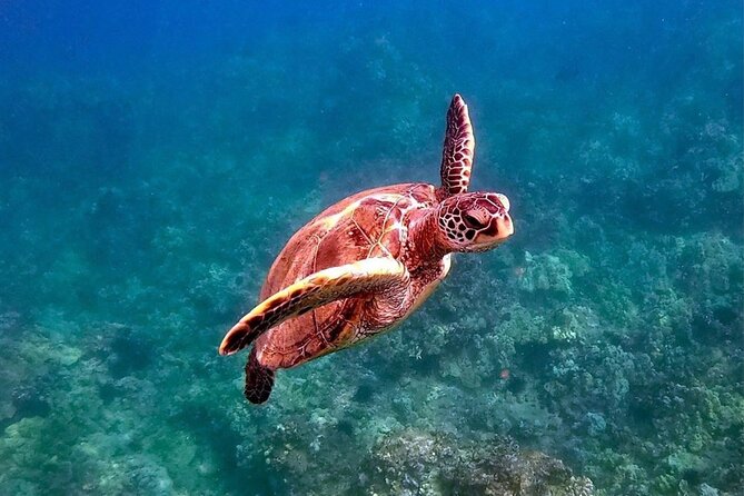 Private Charter Humpback Whale Watching & Dolphin Search - Frequently Asked Questions (FAQs)