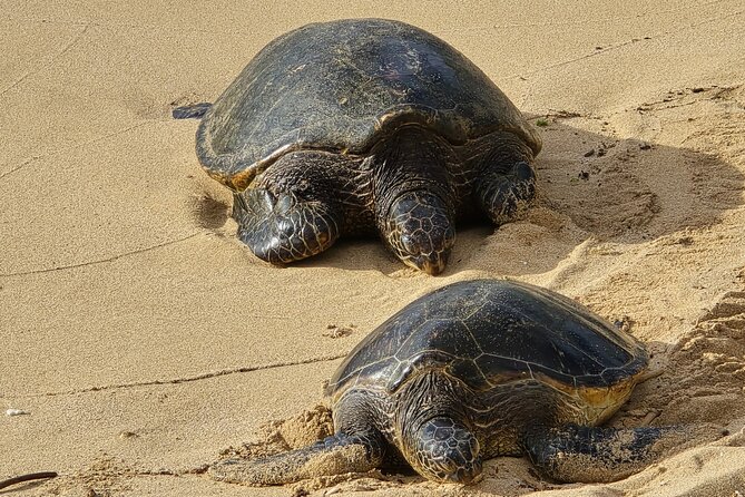 Private Road to Hana Tour with Pickup-Ultimate Package, Backside - Transportation and Comfort