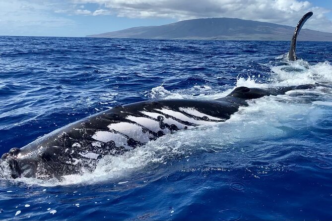 2 Hour Prime Time Maui Whale Watching - Final Thoughts