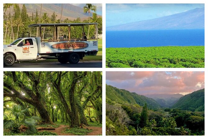 Fun! Open-Air Banyan Tree Forest & Blowhole Sight-Seeing MauiTour - An In-Depth Look at the Maui Sight-Seeing Tour