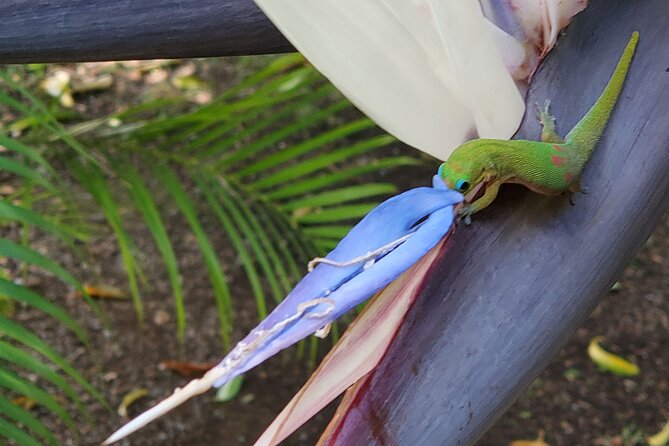 Maui Mini Retreat - Additional Resources and Similar Experiences