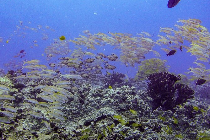 South Maui Shore Dive - Key Points