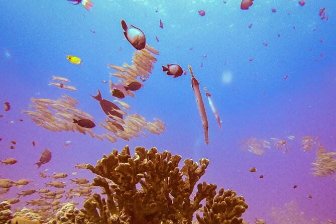 South Maui Shore Dive - Practical Details and Considerations