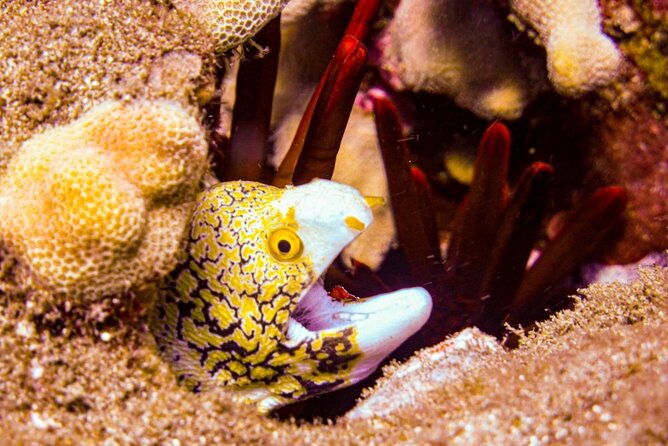 South Maui Shore Dive - Exploring the South Maui Shore Dive Experience