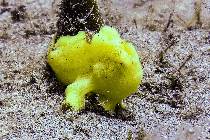 South Maui Shore Dive - Why This Tour Is Worth Considering