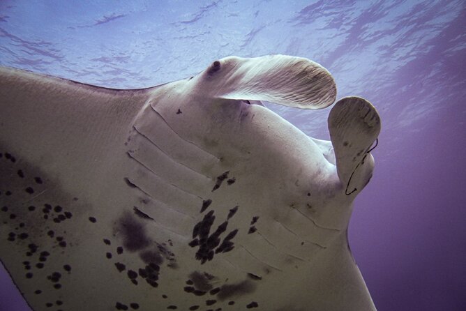 South Maui Shore Dive - FAQs