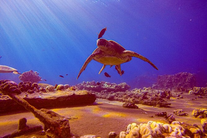 South Maui Shore Dive - South Maui Shore Dive: An Authentic Underwater Adventure