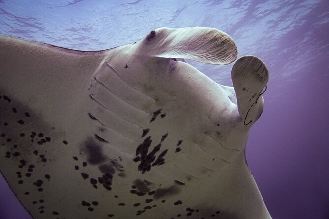 Underwater Scooter Dive (Certified Divers Only) Makena Wailea - Value and Booking Practicalities