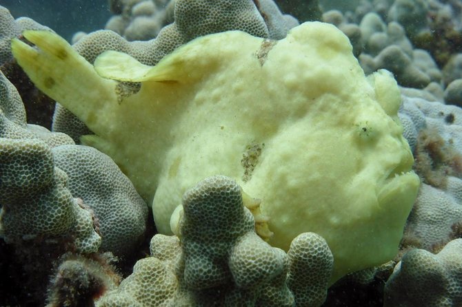 Underwater Scooter Dive (Certified Divers Only) Makena Wailea - Who Should Consider This Tour?