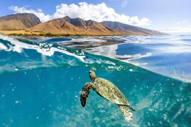 Turtles & Tacos Luxury Catamaran Snorkel - Why This Tour Excels for Maui Visitors