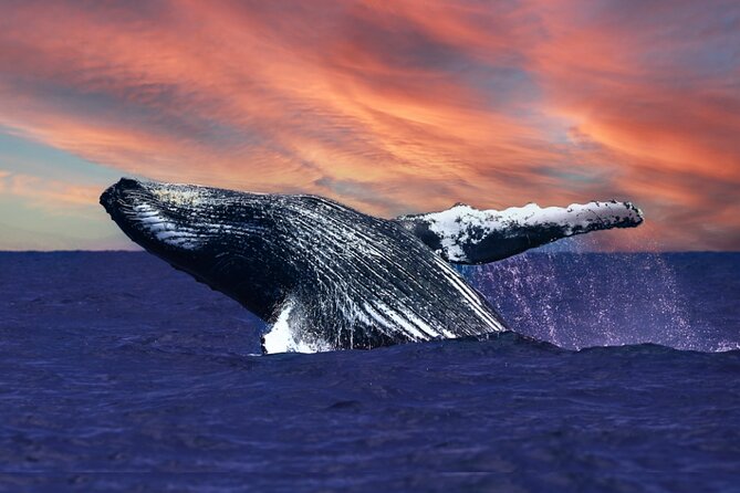 Waikiki, Oahu 2-Hour Whale Watching: Guaranteed Sightings - Waikiki, Oahu 2-Hour Whale Watching: Guaranteed Sightings