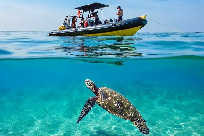 Turtle Canyon Snorkel Adventure - Small Group 6 Passengers - Key Points