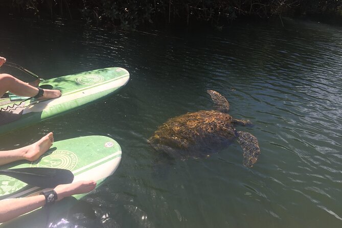 Sunset Stand Up Paddle with Photos and Turtles - Frequently Asked Questions