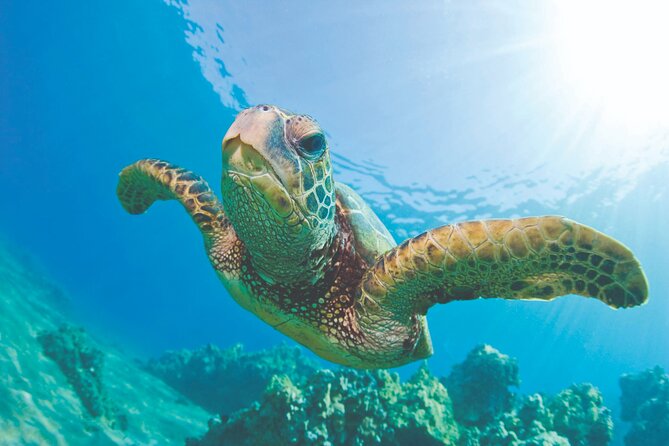 Waikiki Catamaran Snorkel Sail: Turtles Guaranteed - The Highlight: Turtle Canyon and Snorkeling