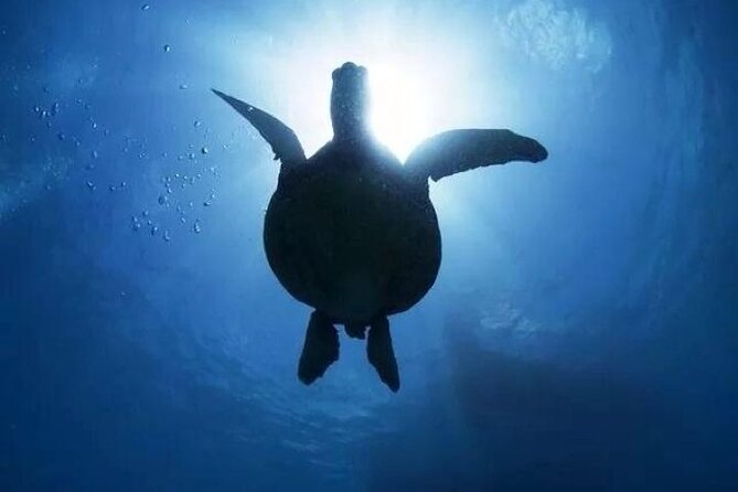 Waikiki Catamaran Snorkel Sail: Turtles Guaranteed - Key Points