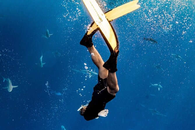 Oahu Open Water Shark Diving Experience - Why We Think This Tour is Worth Your Time