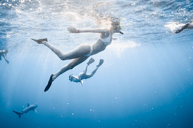 Oahu Open Water Shark Diving Experience - The Value of the Experience