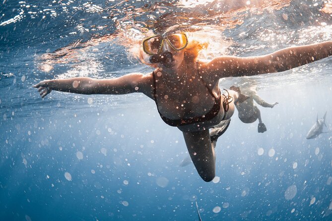 Oahu Open Water Shark Diving Experience - The Sum Up: Who Will Love This Tour?