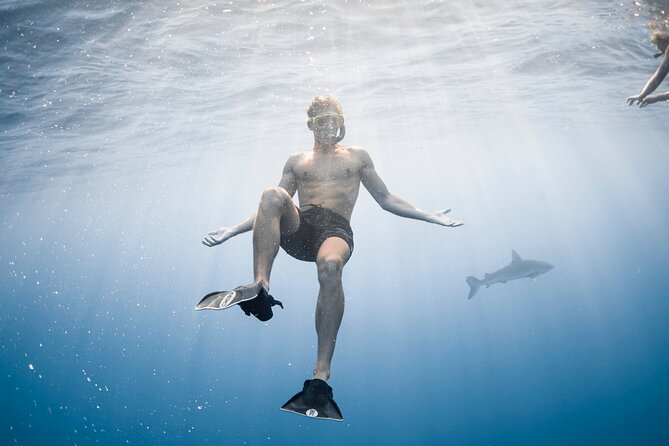 Oahu Open Water Shark Diving Experience - The Booking and Practicalities