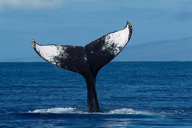 Private Whale Watching Tour of Oahu - Who Is This Tour Best For?