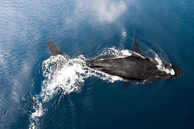 Private Whale Watching Tour of Oahu - An In-Depth Look at the Whale Watching Experience in Oahu