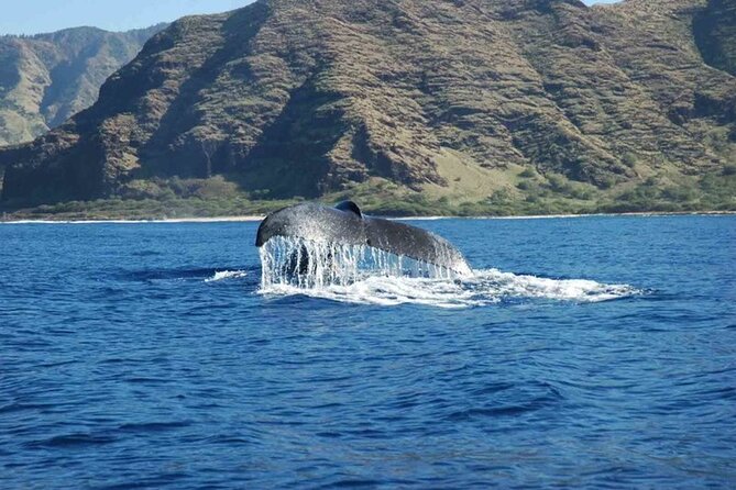 Private Whale Watching Tour of Oahu - FAQs