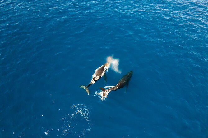 Private Whale Watching Tour of Oahu - Final Thoughts