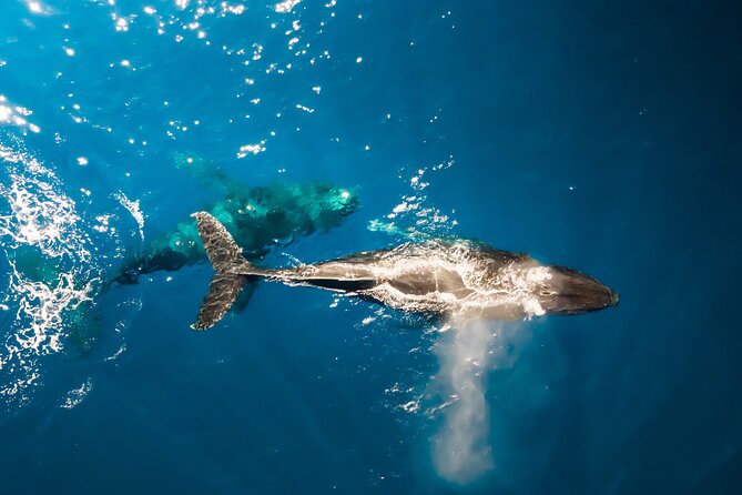 Private Whale Watching Tour of Oahu - A Close-Up Look at Oahu’s Whale Watching Adventure