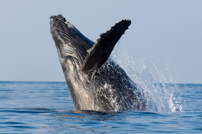 Whale Watching & Late Breakfast Cruise in Honolulu - The Itinerary and Experience in Detail