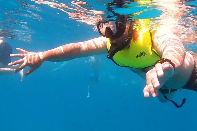 Waikiki Turtle Snorkeling Tour - Key Points