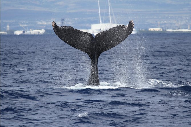 Whale Watch Cruise Aboard The Majestic by Atlantis Cruises - Key Points