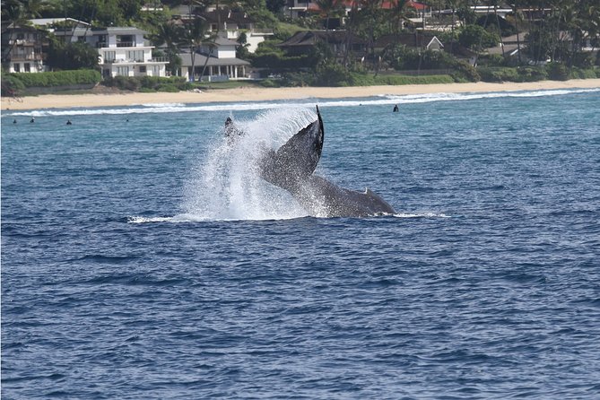 Whale Watch Cruise Aboard The Majestic by Atlantis Cruises - Specific Stops and What You’ll Experience