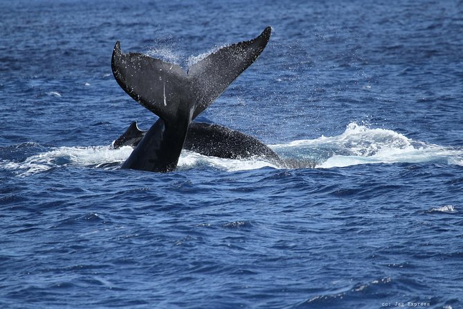 Whale Watch Cruise Aboard The Majestic by Atlantis Cruises - The Sum Up: Is This Whale Watch Cruise Worth It?