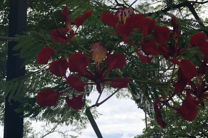 Private North Shore Tour From Waikiki - Who Should Consider This Tour?