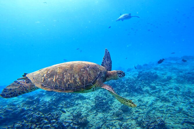 Deluxe Turtle Snorkeling Escapade at Waikiki - Key Points