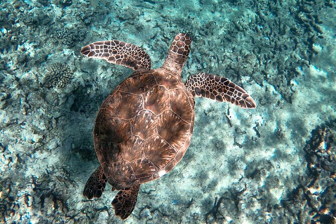 Private Boat Cruise of Waikiki! Snorkel, Sightseeing, Sea Life! - References
