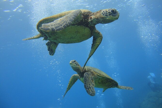 Paradise Honu Snorkeling Tour - An In-Depth Look at the Paradise Honu Snorkeling Tour