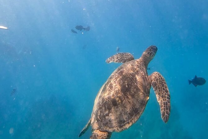 Paradise Honu Snorkeling Tour - Discover the Paradise Honu Snorkeling Tour: An Authentic Hawaiian Underwater Adventure