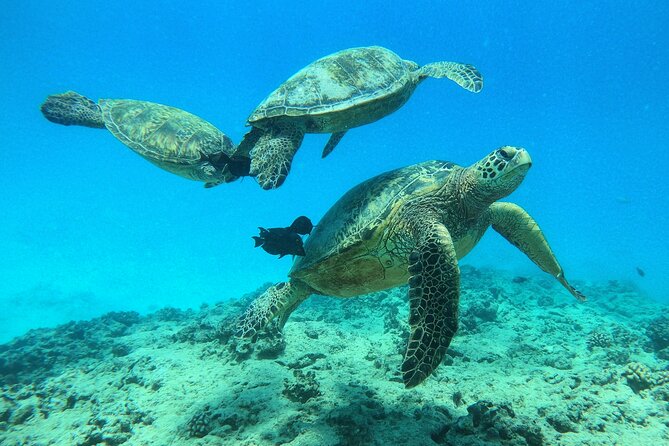DISCOVER Scuba Diving Experience in Honolulu - An In-Depth Look at the Experience
